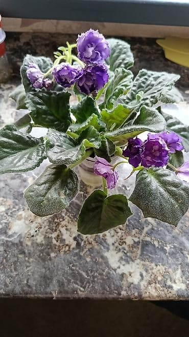 Үй жана бакча: Сортовые фиалки С цветочками по 300с Без цветочков 250с Детки по 150с — 5