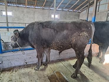 Продаю | Бык (самец)