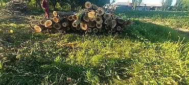 газон футбольный цена: Дрова Тополь — 3