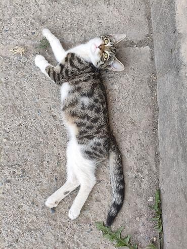 сколько стоит вислоухая кошка: В добрые руки, котёнок - девочка, примерный возраст 3 месяца. Кушает — 2
