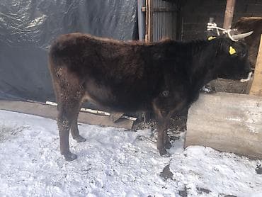 купить корову алатауской породы: Продаю | Корова (самка), Тёлка | Алатауская | На откорм, На забой, Для разведения — 3