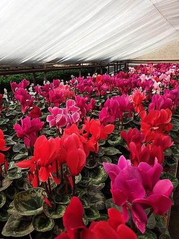 малиновый: Цикламены в горшках (Cyclamen persicum) — яркие цветущие растения для — 2