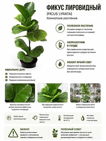 лировидный: Фикус лировидный (Ficus lyrata) — комнатное растение с крупными — 1