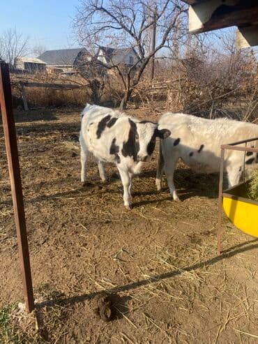 коровы молочной породы купить: Продаю | Музоо, торпок, Тёлка | Голштин | На откорм — 2
