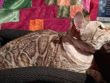 продам собаку доска объявлений: Бенгальская кошка.Цена договорна. Описание: - Короткая, плотная — 3