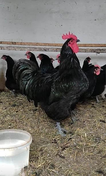 циплята брама: Инкубационные яйца породы Джерси 80 сом Возможна доставка. писать — 4