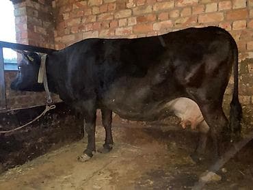 сингапурская кошка купить: Продаю | Корова (самка) | Для молока | Привязанные — 2