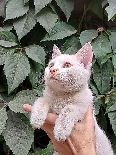scottish fold: Кошка даром: Беспородная, 5 месяцев, Мальчик, Приучена к лотку, Проглистована — 4