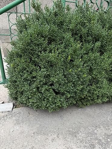 черный яшик: Самшит вечнозелёный (Buxus sempervirens) — взрослые кусты для живой — 2