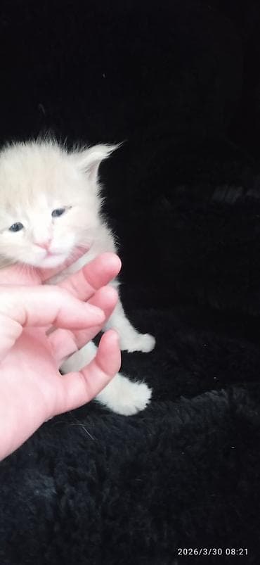 шпиц цены: Мейн-Куны🥰. Предлагаются Шикарные котики от элитных, титулованных — 7