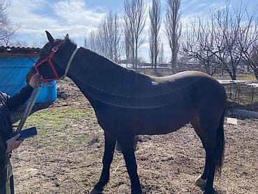 кой мал: Продаю | Конь (самец) | Рабочий, Конный спорт — 2