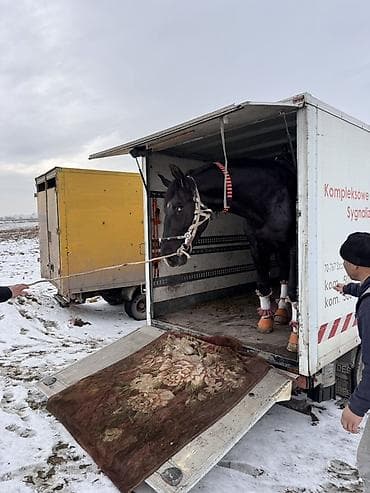 mercedes e200: Услуга перевозки лошадей специализированным транспортом - Перевозка — 2
