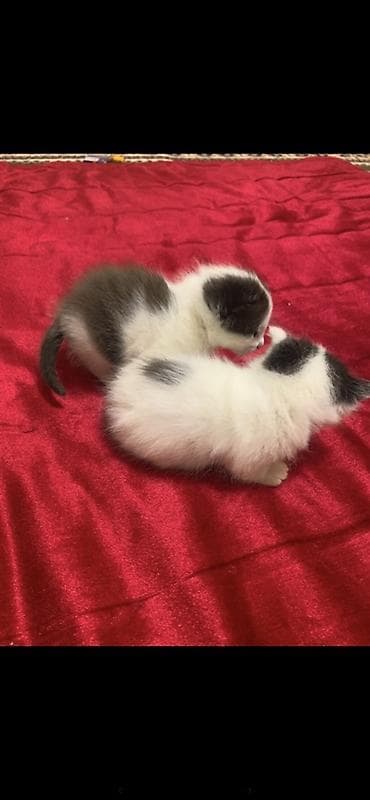 куплю кошку: 1 месяц, Мальчик, Проглистована, С прививками — 3