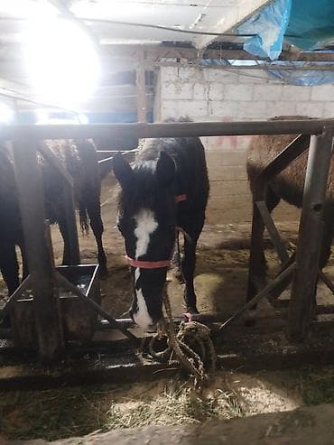 лошадь на прокат: Продаю | Жеребенок | На забой — 5