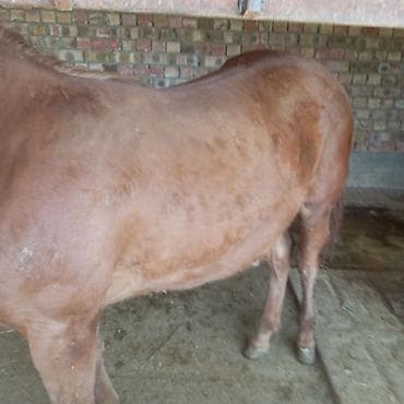 матки пчел: Продаю | Жеребенок | На забой — 4