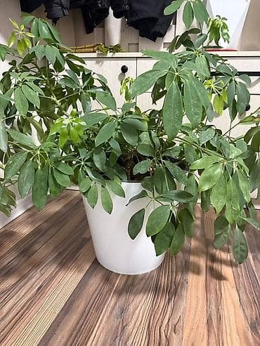 фикус цветок: Комнатные растения в горшках 1) Шефлера (Schefflera arboricola) - — 1