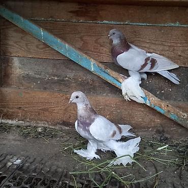 с мыкан: Продаю пара сиреневых не гониные 3.000 за пару — 3