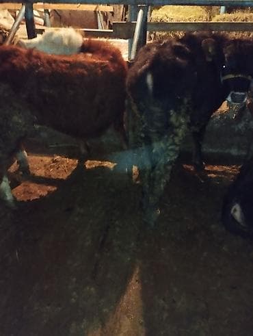 бычки куплю: Продаю | Музоо, торпок | Полукровка | На откорм | Привязанные — 1