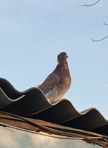 продажа щенков немецкой овчарки в бишкеке с документами: Молодой самец забиваеться, кому интересно 600сом. обмен на курицу — 1