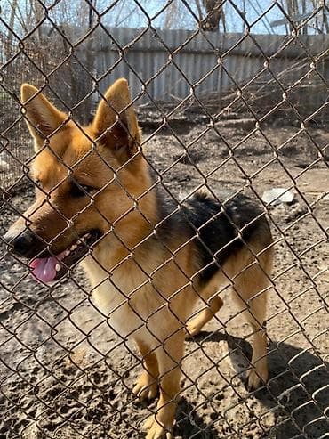 Ит бекер берем: Немецкая овчарка, классический чепрачный окрас (черно‑рыжий) — 3