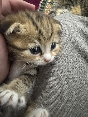 сельскохозяйственные животные продажа: Котята от домашней породистой кошки Родились 19 февраля 3 девочки 1 — 4