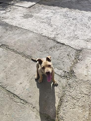 сеттер: Стаффоршид терьер, 6 айлык, Эркек — 4