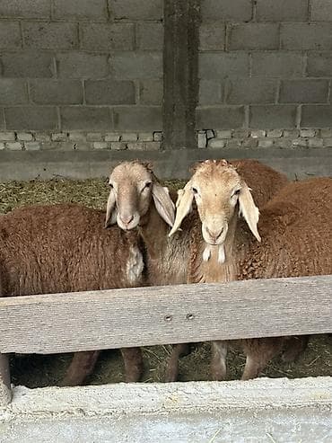 утки белые: Продаю | Овца (самка) | Для разведения | Племенные — 3