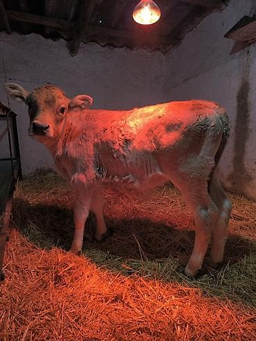 Ветеринар кызматы: Сатам | Бука (эркек) | Швиц | Бордоп семиртүү үчүн | Жасалма уруктандырылган — 5