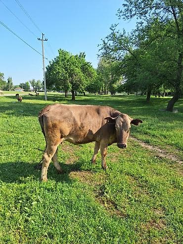 осеменение коров: Продаю | Корова (самка) | Для разведения | Стельные — 4