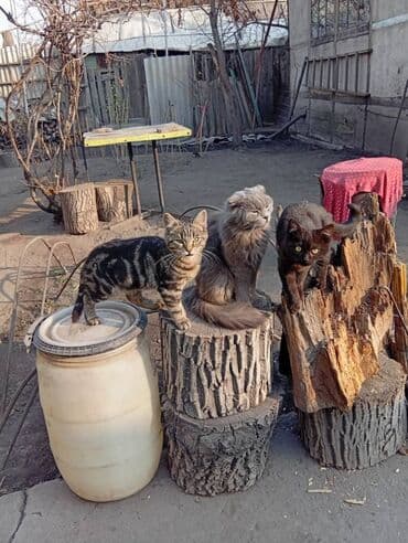 шотландская вислоухая длинношерстная кошка: 3 месяца, Мальчик — 7