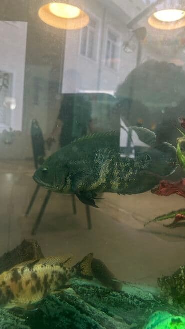 сколько стоит кролик домашний: Продаю рыбы БОЛЬШИЕ для домашнего аквариума Подходят тем, кто ищет — 2