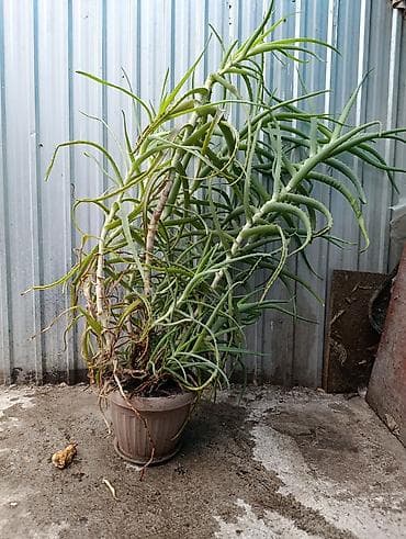 Суккулент в горшке (крупный куст) - Вид: алоэ (декоративное, с at lalafo.kg Суккулент в горшке (крупный куст) - Вид: алоэ (декоративное, с