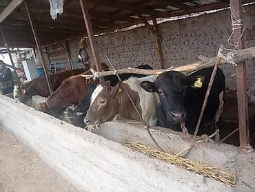 Продам с/х животных: Продаю | Бык (самец) | Полукровка | На откорм | Привязанные — 1