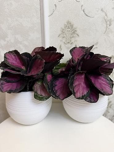 розы в горшке: Калатея розеопикта (Calathea roseopicta) в декоративном кашпо. - — 1
