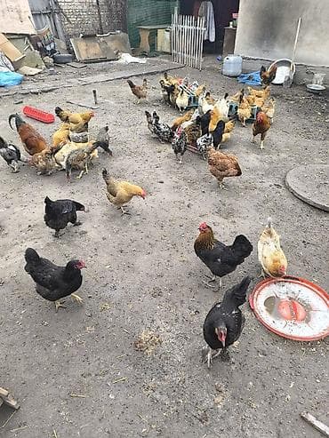 певчие птицы: Продаю | Куры | Домашняя | Для разведения — 4