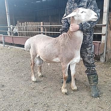 романовский: Продаю | Баран (самец) | Арашан | Для разведения | Племенные — 1