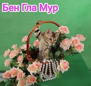 каракол кошки: Бенгальская, 2 месяца, Девочка, Приучена к лотку, Проглистована, С документами — 6