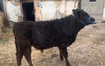 купить инкубационное яйцо с доставкой в регионы: Продаю | Бык (самец) | На откорм, Для разведения | Искусственник — 4