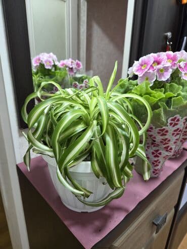 саженцы граната: Декабрист (Schlumbergera, зигокактус) в горшке. - Компактные кустики — 8