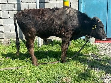 бирки для животных: Продаю | Бык (самец) | На откорм | Привязанные — 3