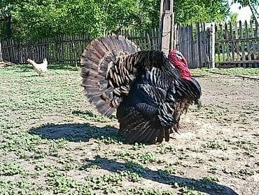 голуби почтовые: Продаю | Индюк (самец) | Для разведения | Племенные — 1