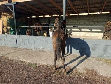 продажа щенков немецкой овчарки в бишкеке с документами: Продаю | Жеребенок | Кара Жорго | Для разведения | Племенные — 2