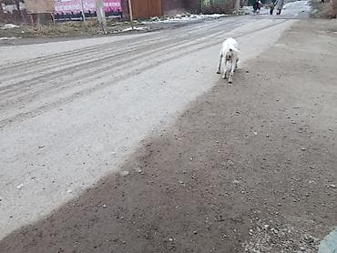 собаки хаски щенки: Пойнтер, 8 месяцев, Самка, С родословной — 4