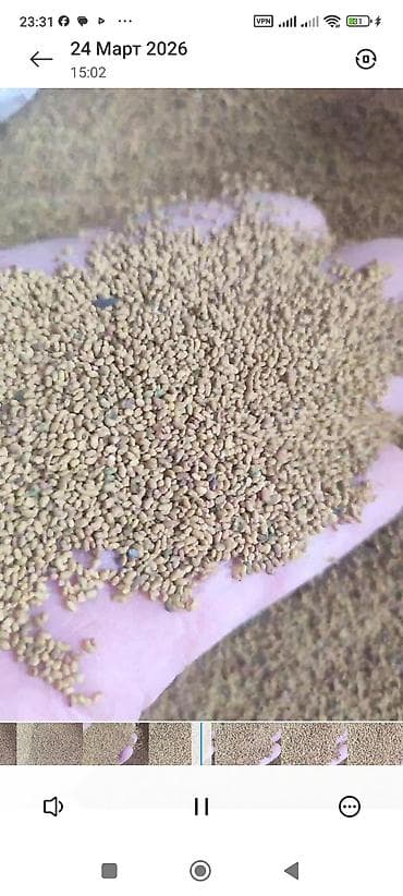 Семена люцерны (Medicago sativa) - Фракция: мелкая, калиброванная