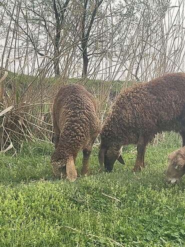 кой аштоо: Козу кочкорлор сатылат 10 баш оптом Адрес Сокулук баасы 22000мин — 7