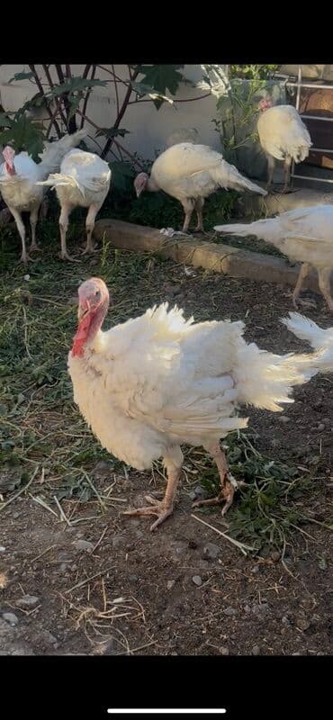 бройлерные куры живым весом: Сатам | Ургаачы күрп (ургаачы) | Аргын | Союуга | Асыл тукумдуу — 4