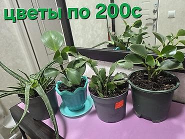 огурцы цена: Комнатные растения в горшках. - Цветы по 220с: компактные суккуленты — 2
