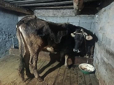 тоок сатам: Сатам | Уй (ургаачы) | Сүт алуу үчүн | Асыл тукумдуу — 9