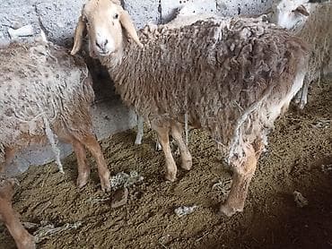гисар ягнята: Продаю | Овца (самка) | Арашан | Для разведения | Ярка — 4