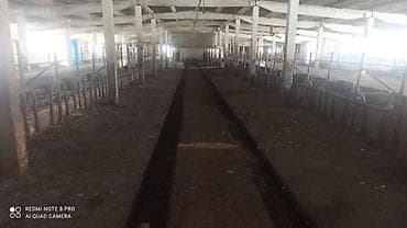 продается ферма: Сдам в аренду или продам фермусарайКашара.Ферма недалеко от — 4